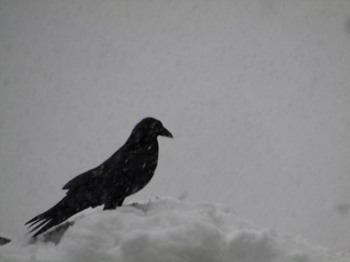 raven in snow